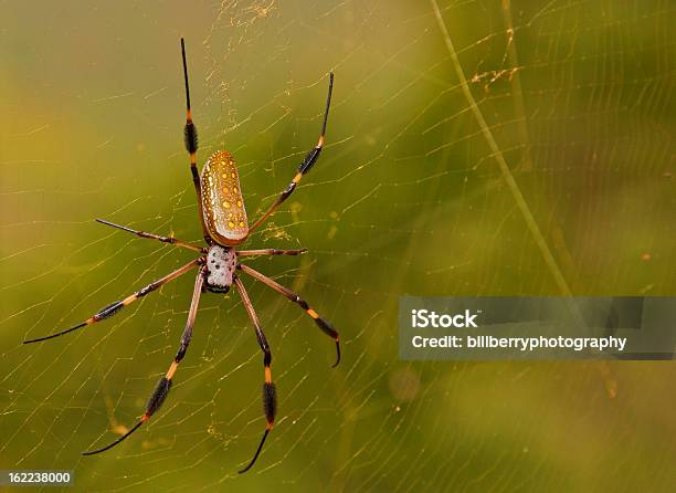 Golden Orb Spider Stockfoto und mehr Bilder von Bedrohung - Bedrohung, Bildhintergrund, Bunt - Farbton