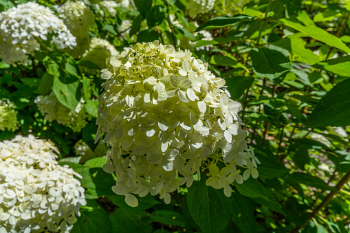 Hydrangea - a genus of low shrubs from the hydrangea family.