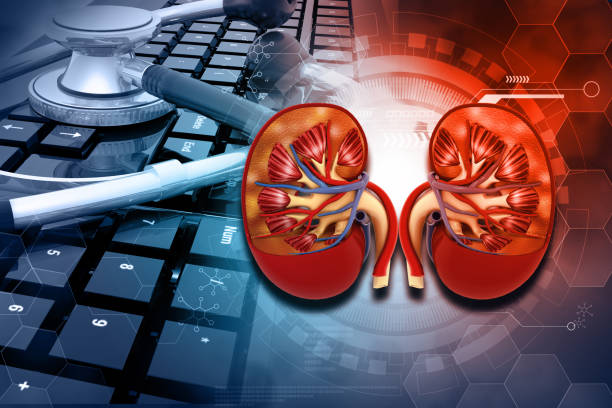 Human kidney on stethascope with keyboard work desk background Human kidney on stethascope with keyboard work desk background. Online medicine concept. 3d illustration kidney failure stock pictures, royalty-free photos & images