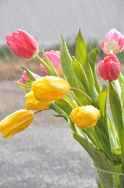 Tulips in the Rain Pink and Yellow Spring Tulips drenched in the Rain. april showers may flowers stock pictures, royalty-free photos & images
