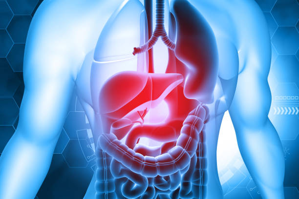 istock Anatomy of human body with digestive system 1622393631