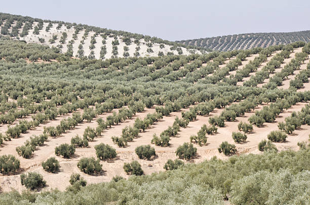 Plantation of olive trees, Andalusia (Spain) Plantation of olive trees, Andalusia (Spain) jaen stock pictures, royalty-free photos & images