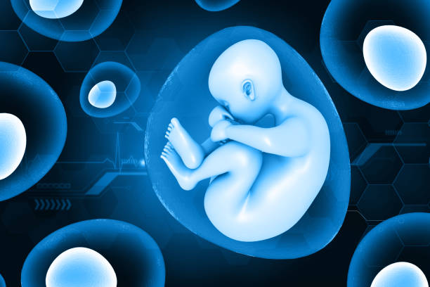istock Human fetus in the womb 1622399004