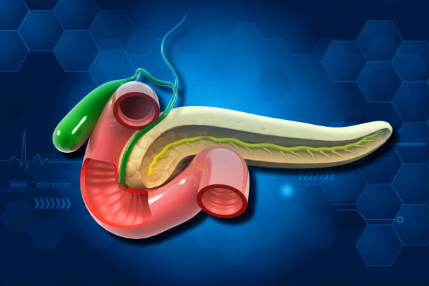 istock Human pancreas anatomy 1622403729