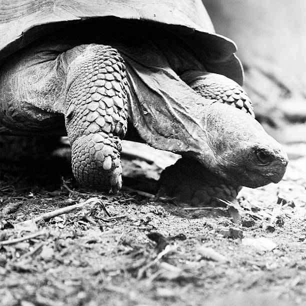 istock tortoise close up 162240467