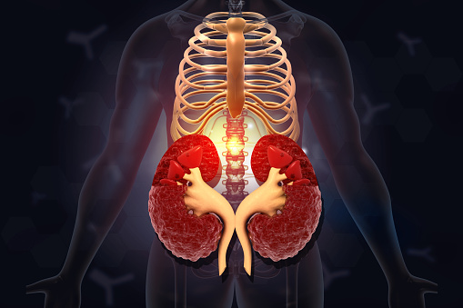 27 Riñon Anatomía De La Sección Transversal Del Riñón Humano Foto de stock y más ...