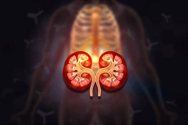 istock Human kidney cross section anatomy 1622413407
