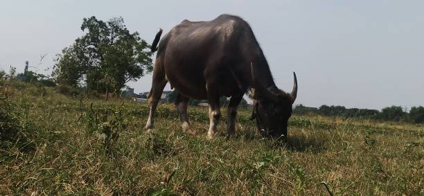 istock Buffalo farm: the big buffalo eating grass 1622414506