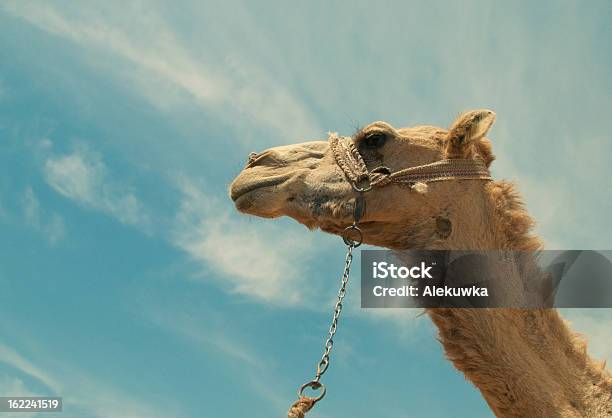 Camello Foto de stock y más banco de imágenes de Aire libre - Aire libre, Animal, Azul