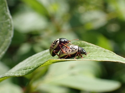 A macro of two calligraphy moths in the process of mating, on a leaf in a natural outdoor setting