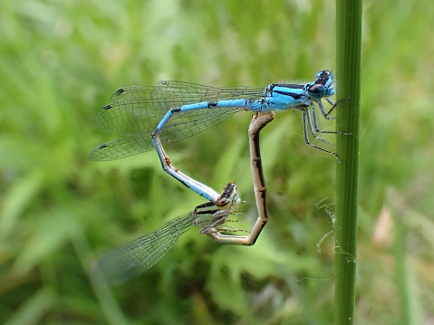 A vibrant image of two different-winged dragonflies (Anisoptera) perched atop lush blade