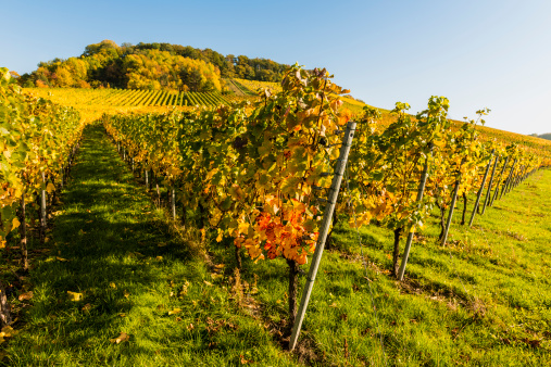 Grapevines in a hilly winemaking landscape, clear blue sky.  Horizontal orientation.