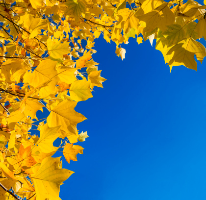 Vivid golden-yellow colored fall leaves. Copy space. Square orientation.