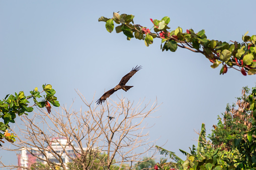 A Black Kite aka Milvus migrans flying in the sky.