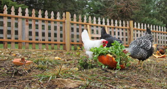 A flock of backyard chickens polishes off some leftover garden produce, including peas and pumpkins. 