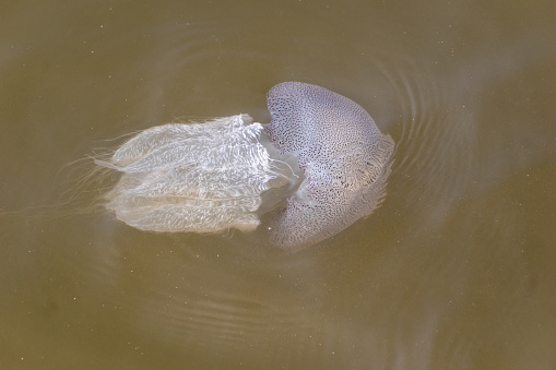 A jelly fish swimming in the muddy murky waters of a river in coastal Karnataka.