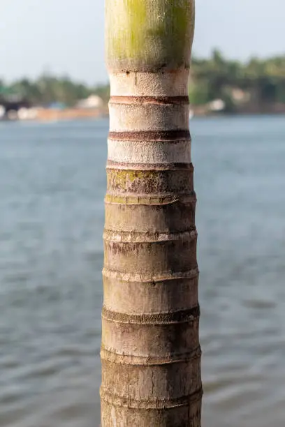 Photo of Texture and detail of rings of a palm tree.