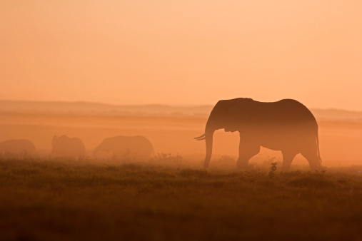 Elephant silhouette against a misty dawn – Amboseli national park, Kenya
