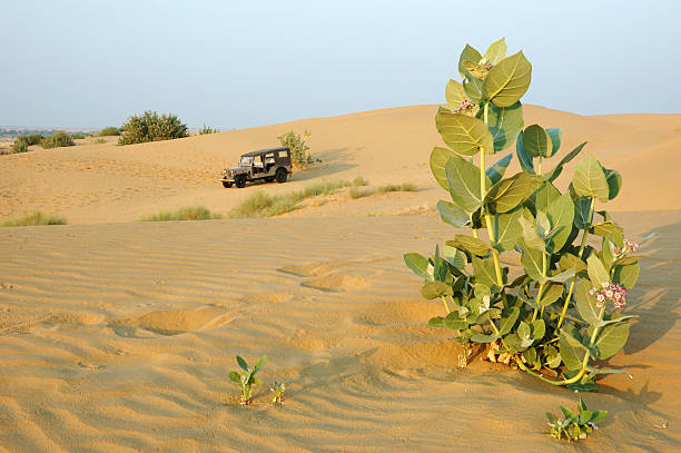 Jeep safari in  the Thar desert,Rajasthan,India.