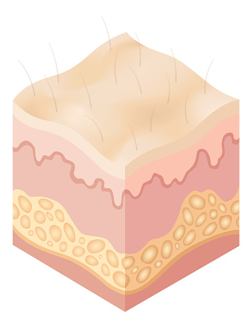 Protection uv ray skin. Illustration about Skin care concept. Sun protection body adipose layers epidermis, vector infographic.