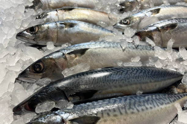 istock Fresh fish on ice at market 1622431021