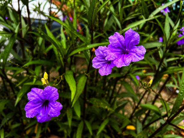 Purple ruellia tuberosa blooming in the garden