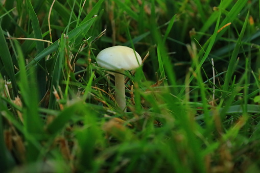 White mushroom nestled in green grass.