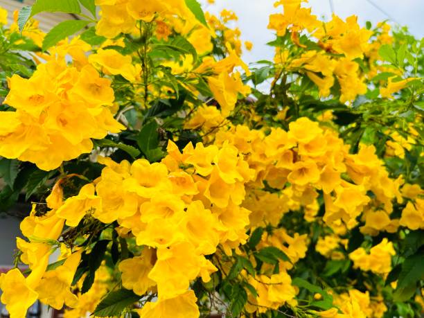 istock Yellow elder flower or Yellow bells 1622436176
