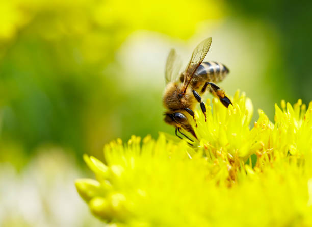 istock Honeybee on Yellow Flower 162243767