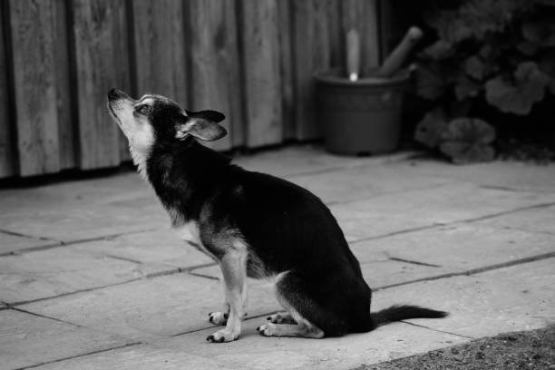 istock Coffee the chihuahua in black and white 1622443311