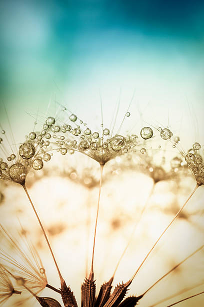 dente-de-leão e água abstrato macro de orvalho - dandelion macro seed nature - fotografias e filmes do acervo