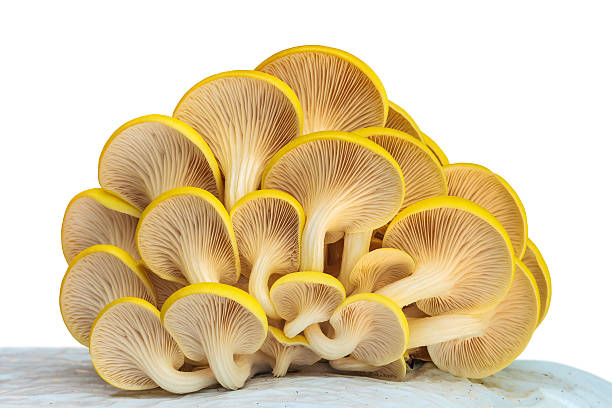 industrial crescita di funghi ostrica su bianco in plastica - funghi ostrica foto e immagini stock