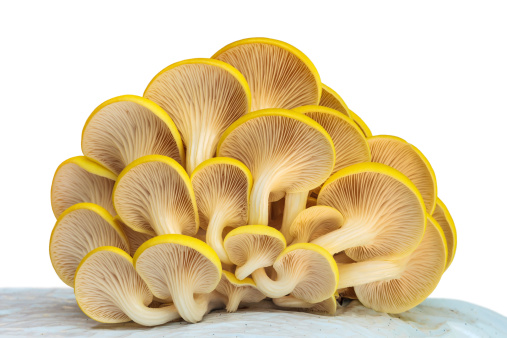 Industrial growth of oyster mushrooms on white plastic isolated on a white background