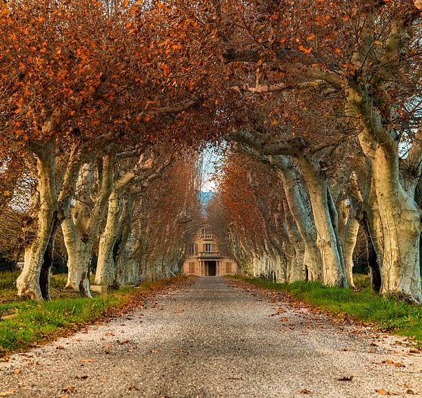 istock Beautiful alley with mansion in the end 162244866