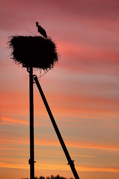 istock Silhouettes of stork 162244889