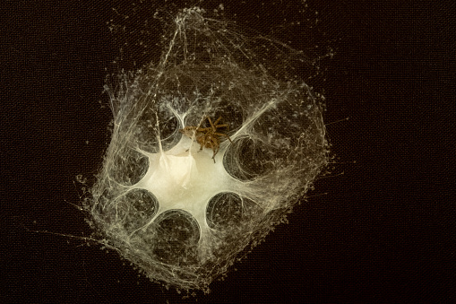 spider nest from cobwebs on a black background. Macro photo. Beautiful pattern, geometry in nature