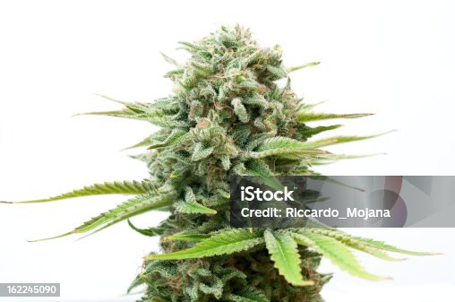 istock Bush of cannabis 162245090