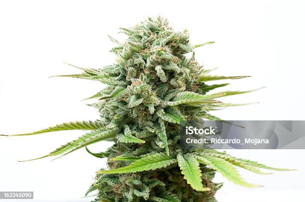 Bush Of Cannabis Stock Photo - Download Image Now - Cannabis Plant, Marijuana - Herbal Cannabis, Flower