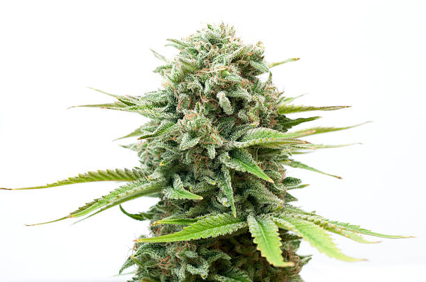 bush of cannabis - knopp växters utvecklingsstadium bildbanksfoton och bilder
