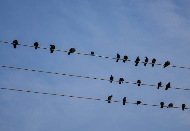 istock Group of birds sitting on wires 1622451106