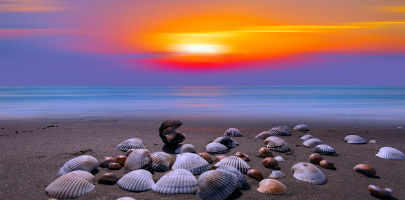 Sea shells on sand background at sunset