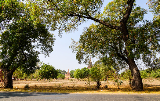 Rural road with many huge trees and ancient temples at sunny day in Bagan, Myanmar.