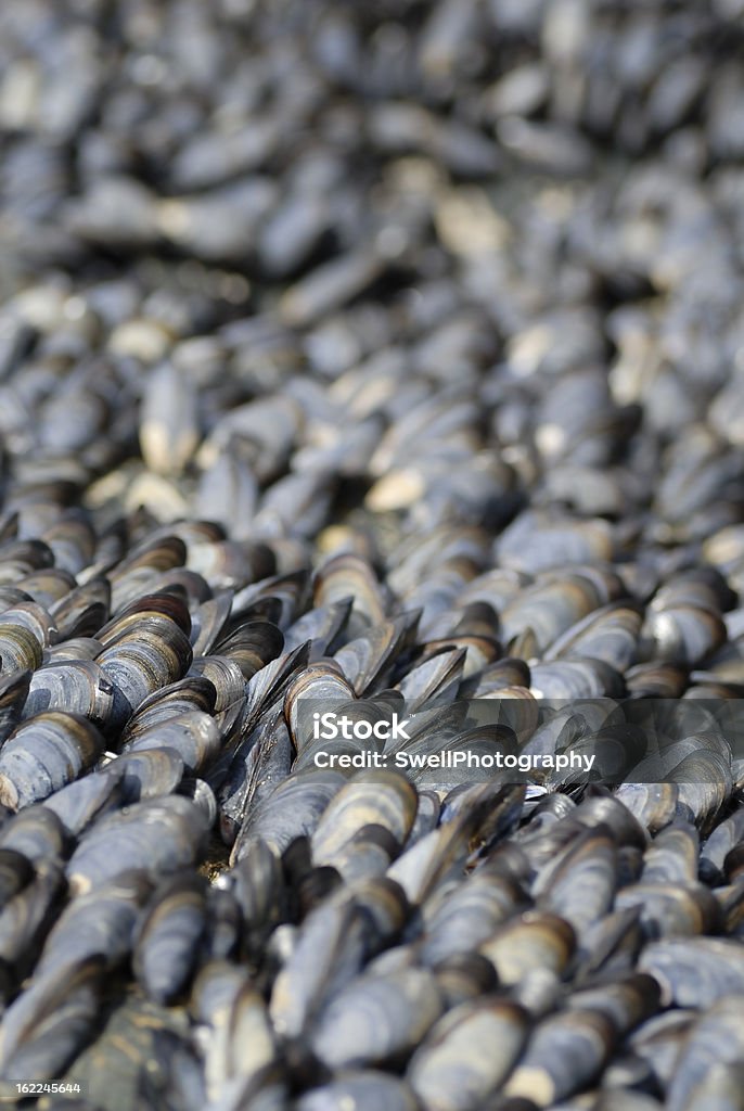 Mussles (Mytilus edulis) fundo. - Royalty-free Animal Foto de stock