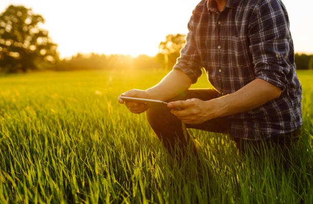 istock Young farm owner on a green wheat field in his hands with a digital tablet. 1622456871