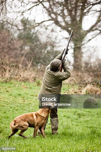 Tiro De Aves Com O Cão - Fotografias de stock e mais imagens de Arma de Fogo - Arma de Fogo, Caça, Cão caçador