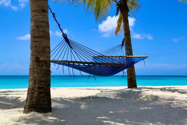 istock Hammock between two palm trees on the beach in Kendwa beach, Zanzibar 1622462906