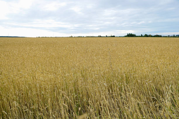 istock close-up of barley ears with blurry background, selective focus. 1622468902