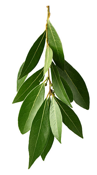 istock Branch of green laurel 162246936