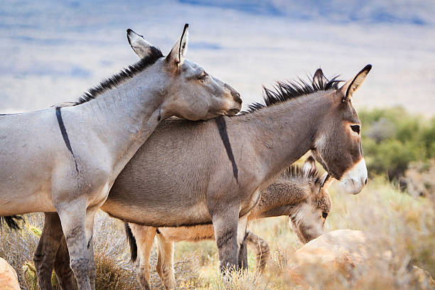 Wild Donkey in Las Vegas desert The donkey or ass, Equus africanus a sinus, is a domesticated member of the Equidae or horse family. The wild ancestor of the donkey is the African wild ass, E. africanus. The donkey has been used as a working animal for at least 5000 years. There are more than 40 million donkeys in the world, mostly in underdevelopedcountries, where they are used principally as draught or pack animals. Working donkeys are often associated with those living at or below subsistence levels. Small numbers of donkeys are kept for breeding or as pets in developed countries. donkey animal themes desert landscape stock pictures, royalty-free photos & images