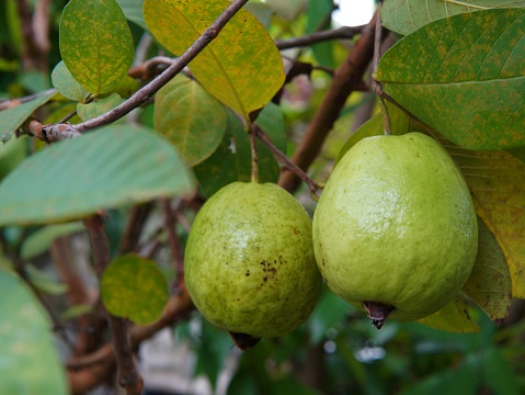 guava fruit still hanging on the tree